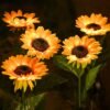 Girass-is-solares-fora-do-gramado-do-jardim-luz-ip65-prova-dwaterproof-gua-solar-flores-caminho Girassóis solares luz led IP65 à prova d'água
