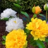 kf-Sa77ebd4551b34e7dadf303695c504862q Luminária Formato Flor Para Jardins Luz Solar